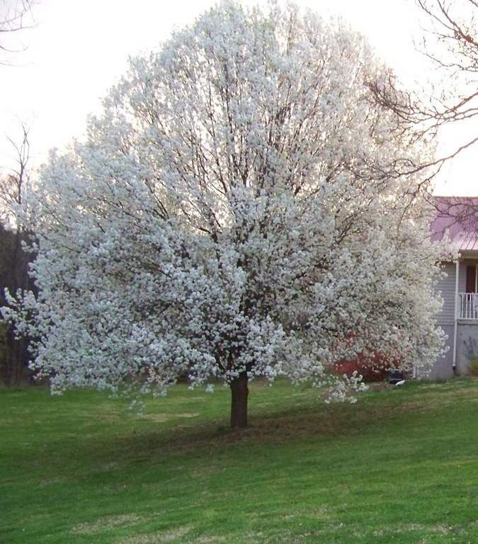[bradford pear tree[4].jpg]