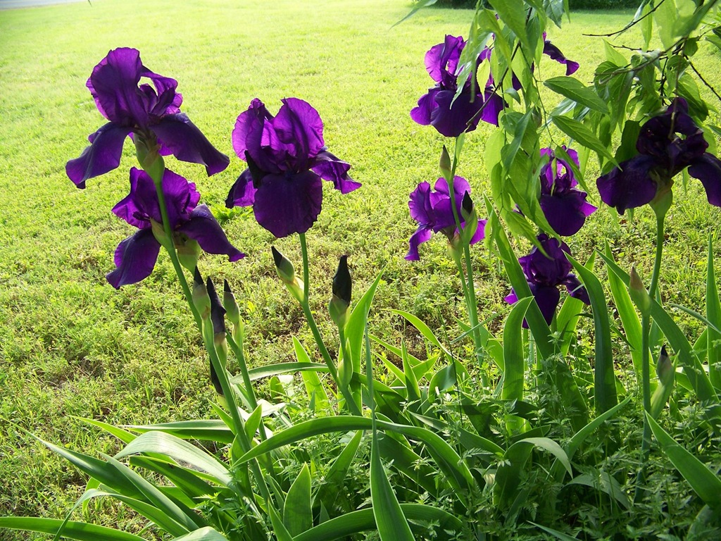 [iris-purple34.jpg]