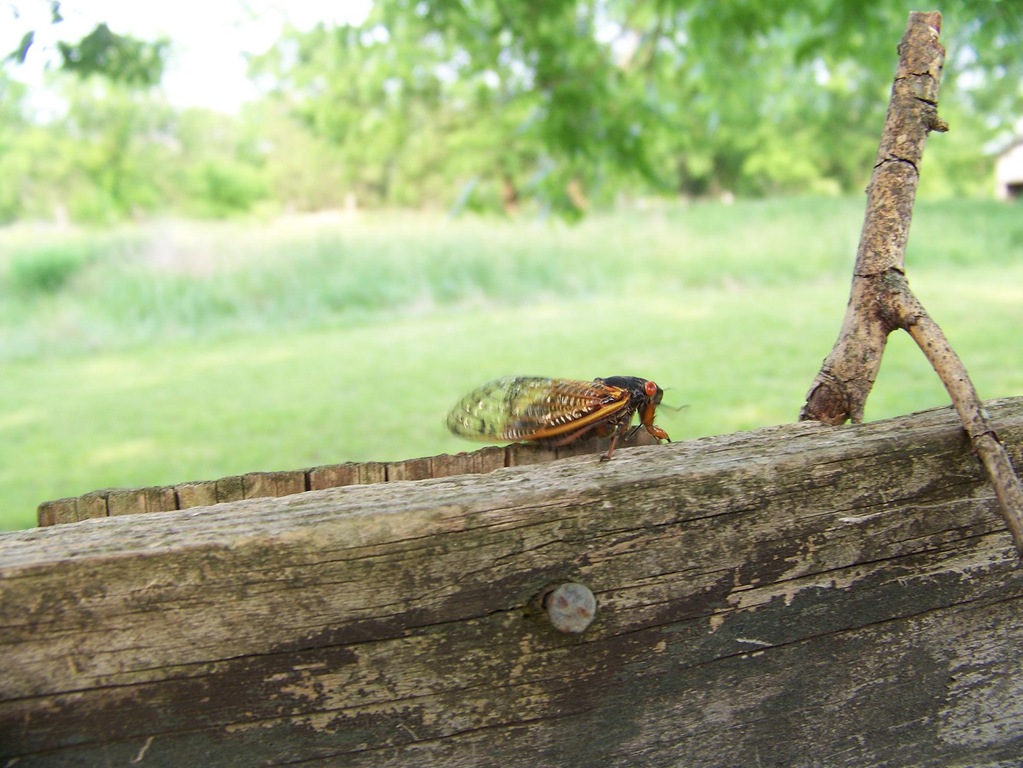 [cicada4.jpg]