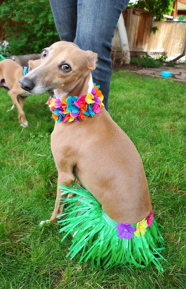 2009 Luau Pictures