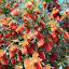 Callistemon viminalis