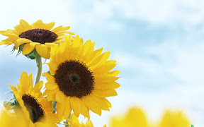 sunflower1.jpg