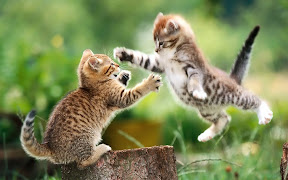 catfighting.jpg