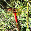 Cardinal Meadowhawk