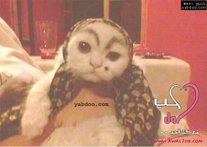 ����� ����� �������� ������ ���������