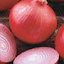 'Mars (F1)' Onion Plants
