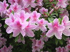 Arboretum-25.JPG