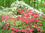 Arboretum-10.JPG