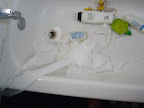 Little Man- Trail of Destruction 3.JPG