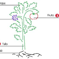 teoria_plantas_clip_image002.jpg