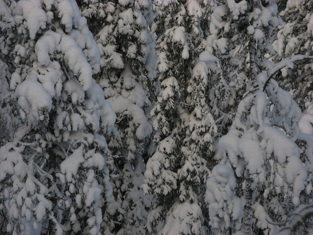 neige_arbres_ounas_0609.jpg
