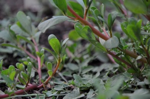 DSC_1425.JPG