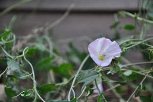 DSC_1450.JPG