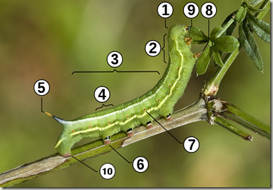 caterpillar-morphology