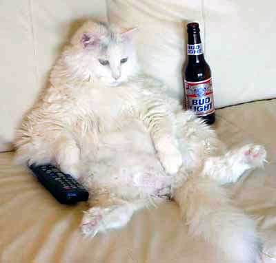 [lazy_cat[2].jpg]