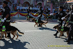 K-9 Unit K-9 Unit
