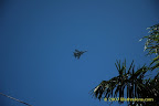 fighter jet fighter jet