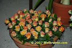 more roses from australia more roses from australia
