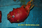 drag dragon fruit or dragon fish :)