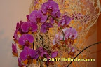 orchid arrangement