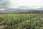 orchid farm orchid farm