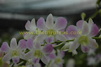 orchid orchid