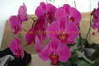 orchid