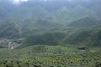 Bharat tea plantation Bharat tea plantation