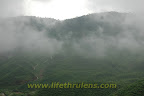 fog settling in fog settling in
