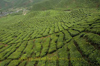 Bharat Tea Plantation