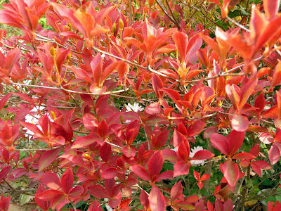 JARDIN NOV01