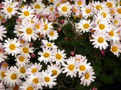 JARDIN NOV01