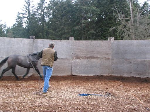 army surcingle horse