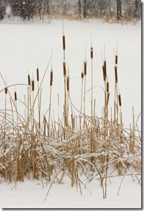 Winter Cattails