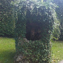 Common Ivy