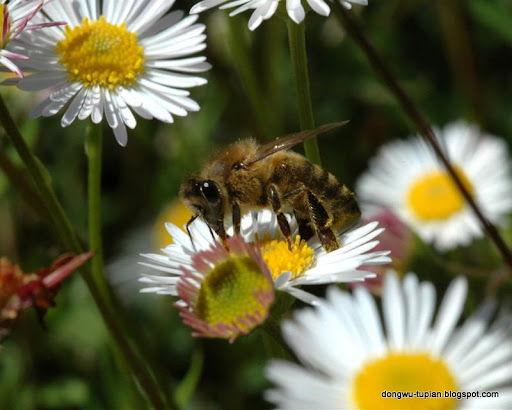 Bee-Honeybee动物图片Animal Pictures