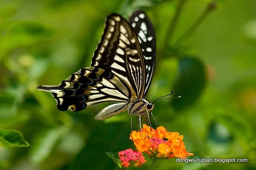 Papilio xuthus 动物图片Animal Pictures