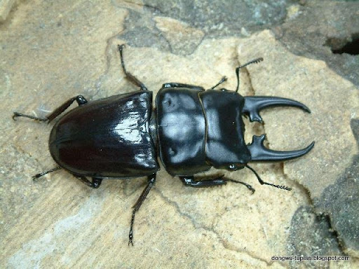 stag beetle-pinching bug动物图片Animal Pictures