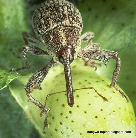 BOLL WEEVIL动物图片Animal Pictures