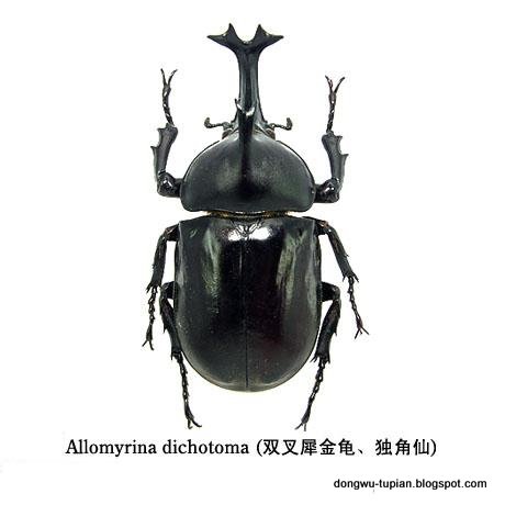 动物图片Animal Pictures 独角仙 Allomyrina dichotoma Linnaeus