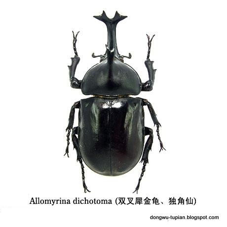 Allomyrina dichotoma Linnaeus动物图片Animal Pictures