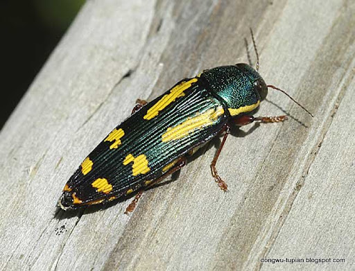 metallic wood-boring beetle动物图片Animal Pictures