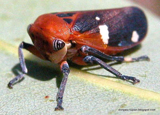Cicadellidae动物图片Animal Pictures