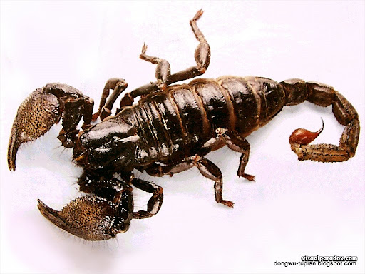 Scorpion动物图片Animal Pictures
