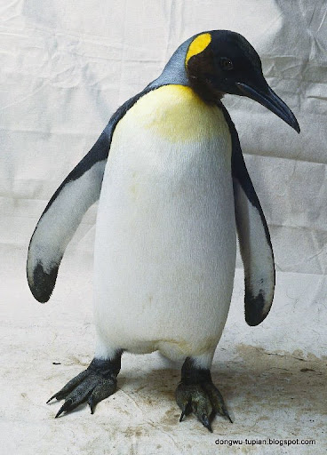 penguin动物图片Animal Pictures