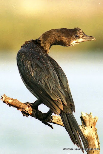 Pygmy Cormorant动物图片Animal Pictures