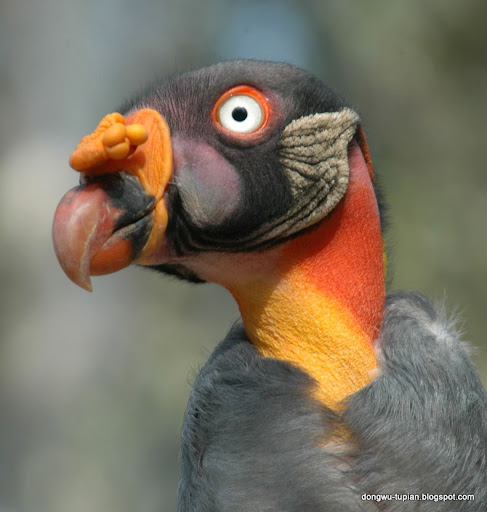 King Vulture 动物图片Animal Pictures