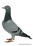 动物图片Animal Pictures- Racing Pigeon
