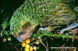 Kakapo动物图片Animal Pictures