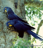 Hyacinth Macaw动物图片Animal Pictures